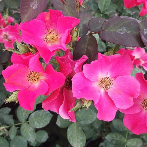 Gärtnerei - Rosa Buisman's Glory - rosa - floribundarosen - mittel-stark duftend - G. A. H. Buisman - Mit ihren separaten, karminroten, einfachen Blüten mit hellem Zentrum, kann sie ein schönes Element eines Gartens mit natürlichem Stil bilden.